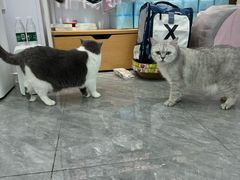 -爱洗澡的猫(望京店)