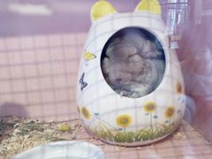 -藦茜花园宠物主题亲子互动体验馆(国顺东路店)