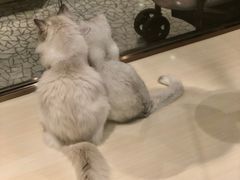 -momokira米努特·德文卷毛猫·棉花面纱犬