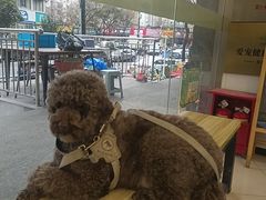 -艾贝尔宠物医院 ·中兽医·宠保定点(北门桥店)