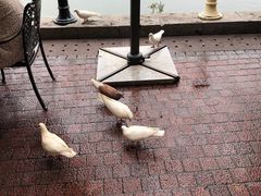 -深圳东部华侨城茵特拉根酒店