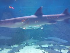 -烟台海昌鲸鲨海洋公园