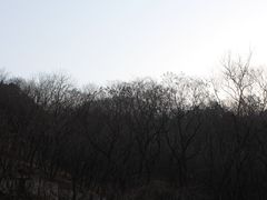 -抱犊崮国家森林公园