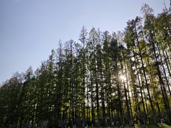 -黄海国家森林公园