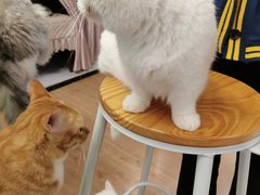 -MOYOYO猫咪咖啡店