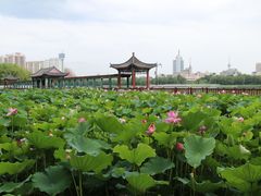 -莲花池公园