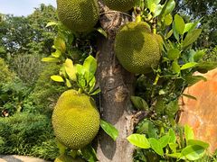 -深圳仙湖植物园