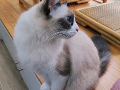 -李小姐の猫咖啡馆(五角场店)