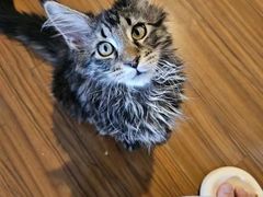 -欣宠猫屋·矮脚拿破仑·蓝金金渐层