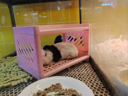 -神奇动物撸宠馆·羊驼·小浣熊·异宠(豫园店)
