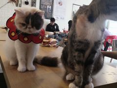 -平行世界·猫咖(首经贸店)