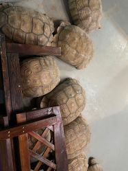 -未来动物城动物主题公园(大悦城店)