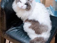-猫色咖啡·猫咖