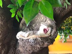 -猫猫幼稚园·撸猫·桌游·电玩