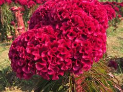 -北京东方普罗旺斯薰衣草庄园