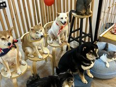 -柴迷FANS CLUB·柴犬狗咖·猫咖