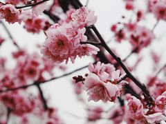 -南岳衡山风景名胜区-南岳大庙