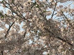 -高东镇樱花园
