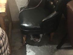 -豆老板的猫咖啡(碑林博物馆店)