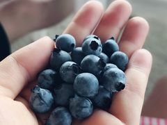 -金谷域澳洲庄园