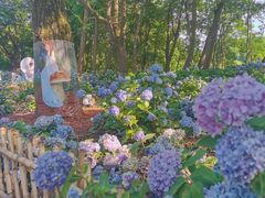 -上海共青森林公园