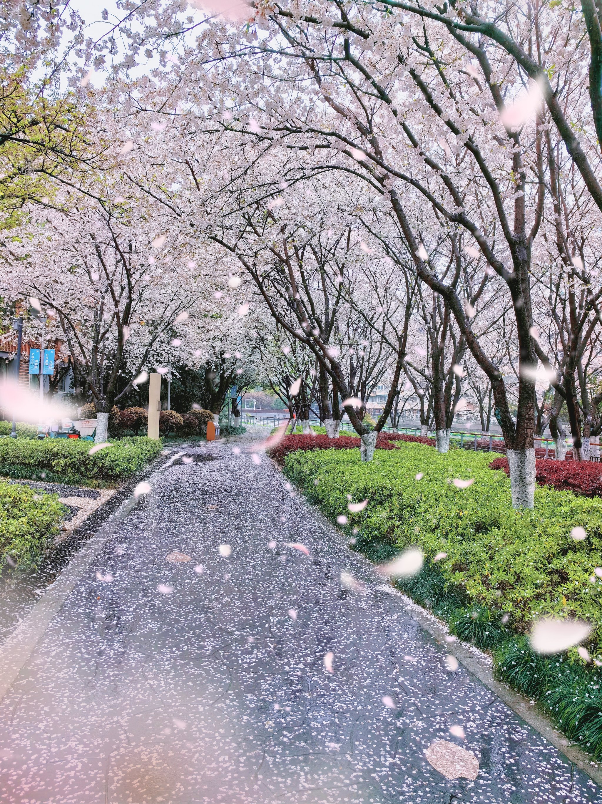 雨中樱花落满地图片图片