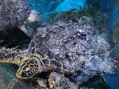 -烟台海昌鲸鲨海洋公园