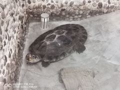 -上海大自然野生昆虫馆(东方明珠·爬宠昆虫探索中心)