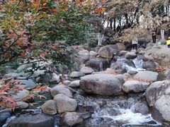 -上海共青森林公园