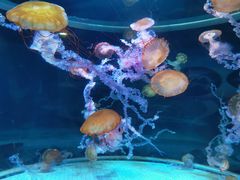 -海合安成都极地海洋公园