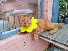 -喵屿·大理花园猫咖