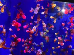 -成都浩海立方海洋公园