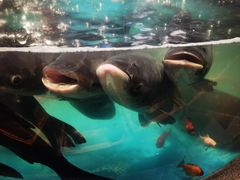 -魏铭鱼头捞饭(晋阳路店)