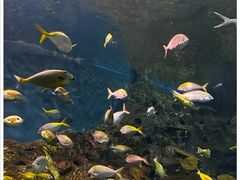 -上海海洋水族馆