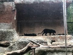 -清迈夜间动物园