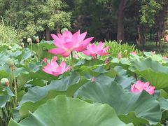 -洛阳市隋唐城遗址植物园