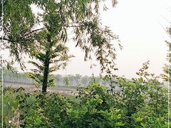 -泗洪洪泽湖湿地景区