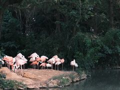 -上海野生动物园