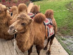 -硗碛藏寨·神木垒景区