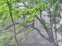 -玉苍山国家森林公园