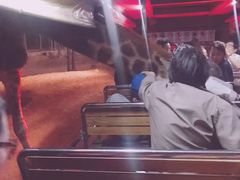 -清迈夜间动物园