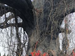 -大槐树寻根祭祖园