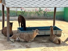 -西霞口神雕山野生动物世界
