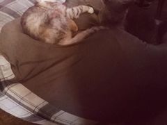 -猫猫幼稚园·撸猫·桌游·电玩