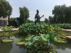 -白洋淀景区