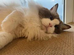 -猫にゃん · 猫的隐藏屋猫咖(麦地旗舰店)