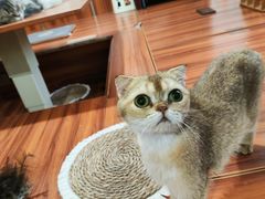 -楼上猫咖(罗湖店)