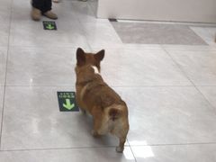 -中农大我爱我爱动物医院·核磁CT·猫病·24小时夜诊中心(石佛营店)
