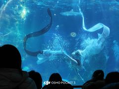 -海合安成都极地海洋公园