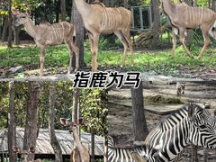 -清迈夜间动物园